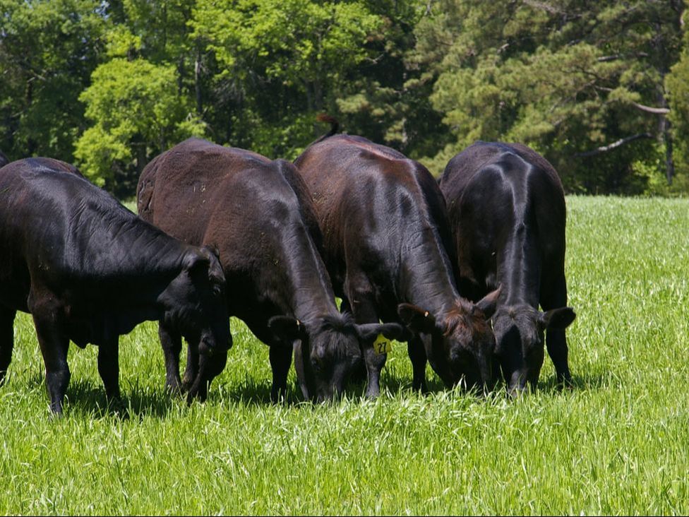 Plum Creek Ranch is committed to sustainable ranching practices.